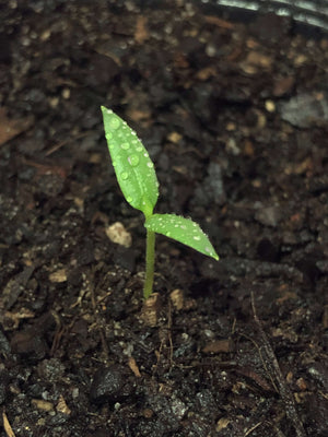 Growing chillis | Germinating chilli plant from dark brown rich soil