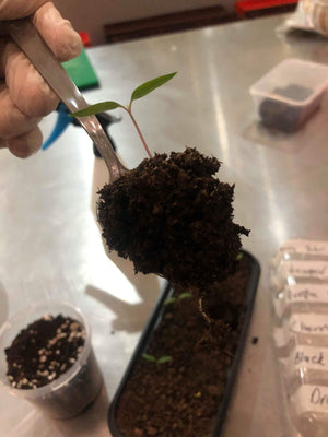 Growing chillis: Carefully placing a chilli seedling intoq new pot